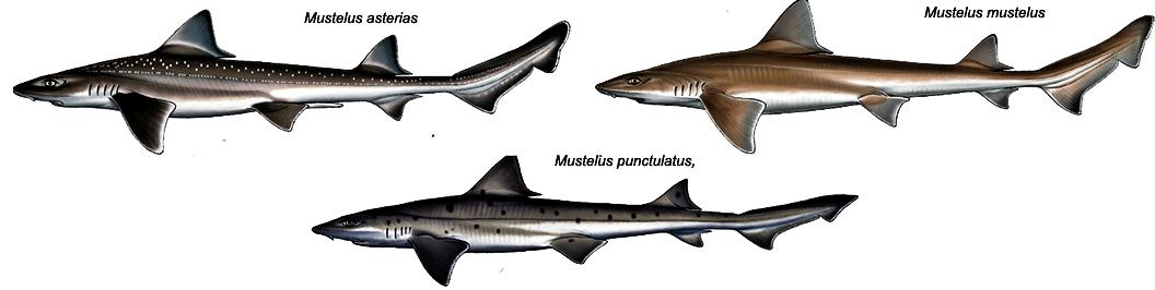 Mustelus los tres.jpg